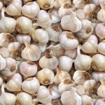 GARLIC! cotton novelty fabric. Multiple quantities will ship as one continuous cut.